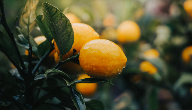 7 effectieve antioxidanten om toe te voegen aan je huidverzorgingsroutine