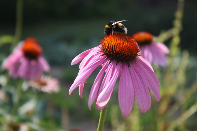 Ontdek de Biodynamische® goedheid van Éminence organics
